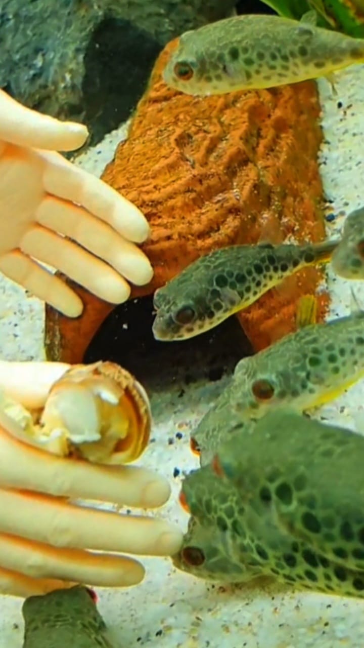 congo box puffer fish Spotted Pufferfish – Natural Environment Aquatix Spotted Congo Puffer - Wild
