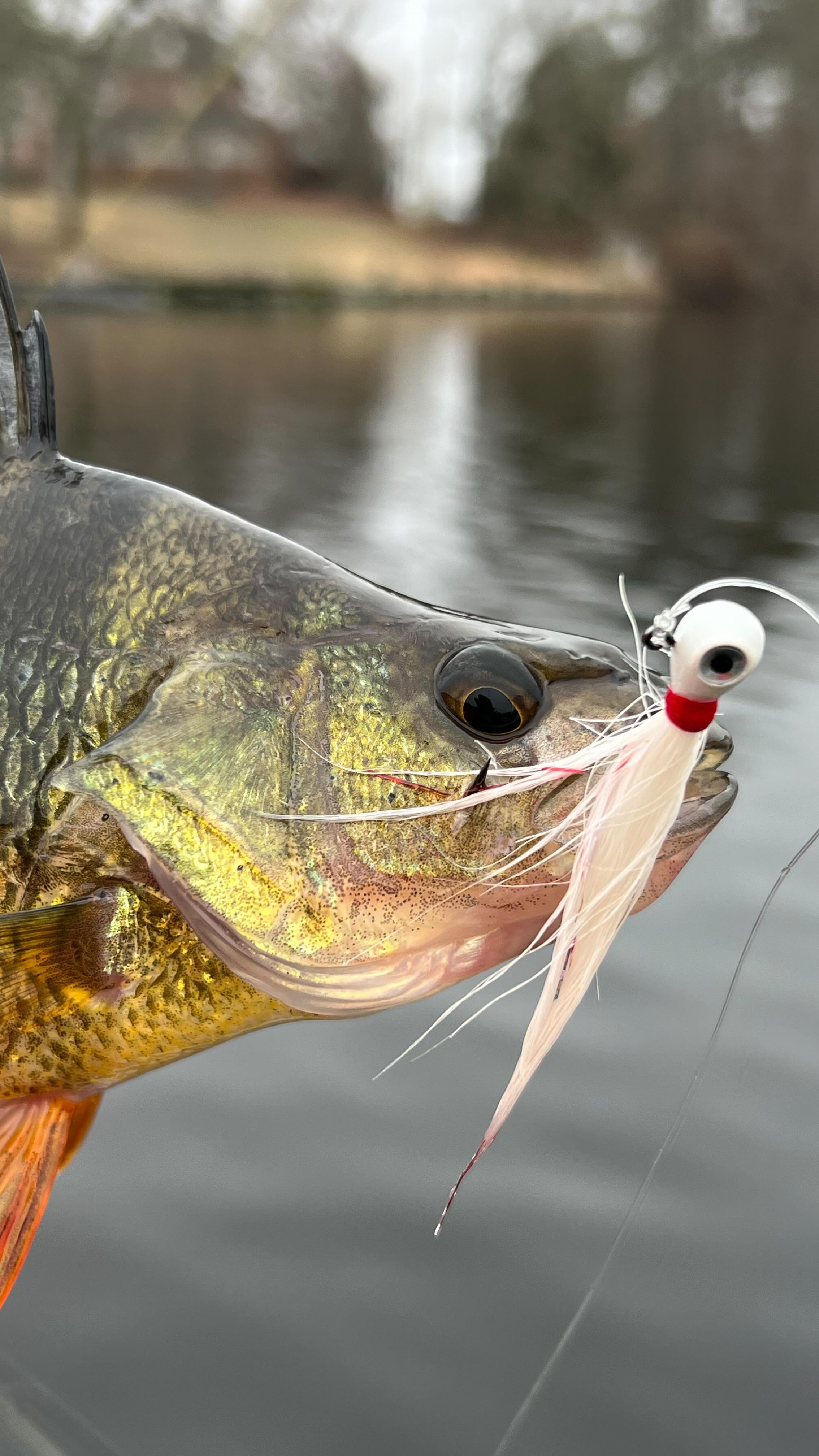 calcutta reels shimano 23 Seapower Electric Reels Holiday Special Edition The new Calcutta Conquest Color:Maverick Flash