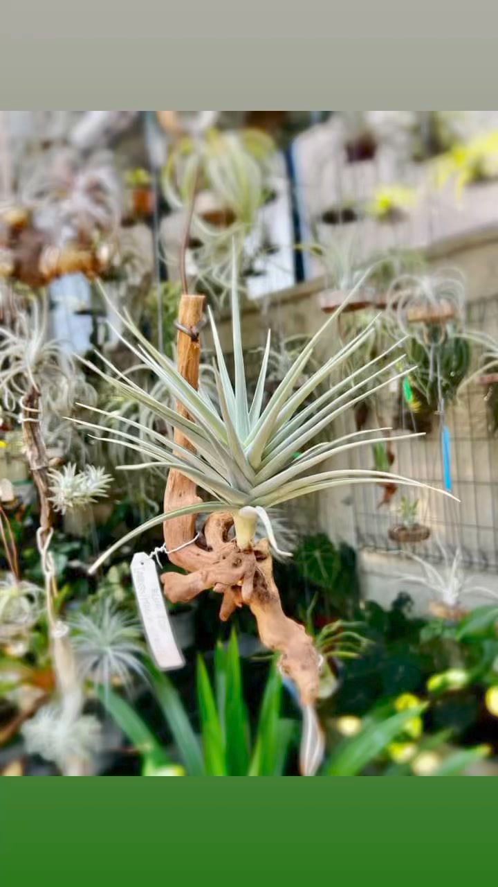 TILLANDSIA 'BLUE ICE' | Terminal Of Tillandsia 空鳯小站 | Facebook