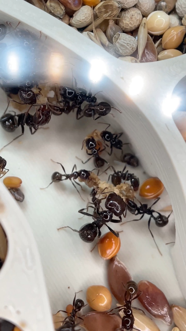 Des milliers de fourmis essaient de s’évader de mon élevage ! | #fourmi ...