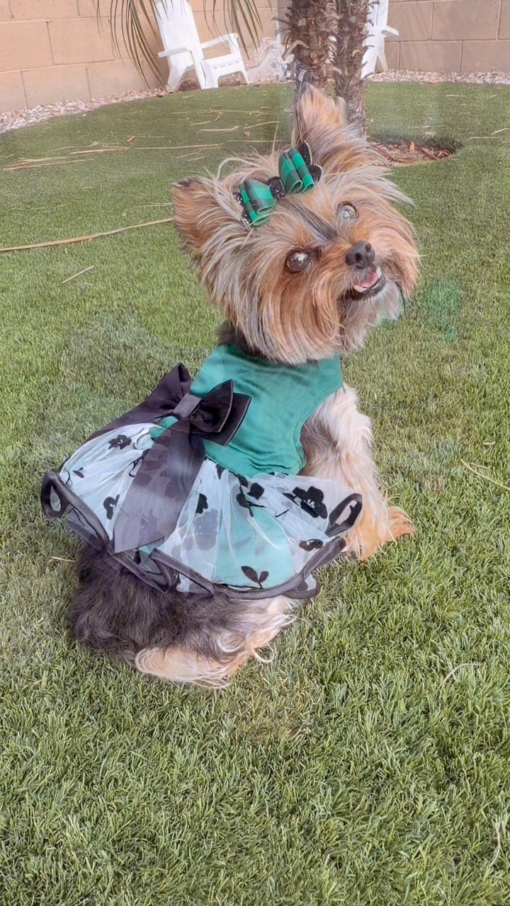emerald green dog dress We just can't get over all the beautiful details on Minnie's new harness from Posh Puppy Boutique 💚🖤✨ From the gorgeous to the sheer floral skirt and those dramatic Breathable Comfort – Made Style:Blood Tassel Choker Prom dress softromance 900+ Best Cocktail Dresses