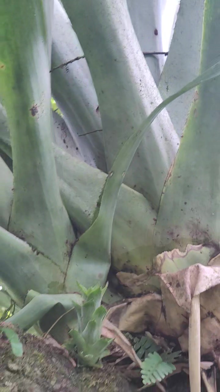 Wittmackia distans bromeliad native to western Jamaica