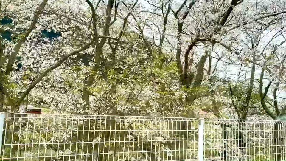 戸田観光協会 Heda Tourist Information 戸田の桜 4 10 金 戸田b G海洋センター周辺大川沿い桜並木 散り始め Facebook