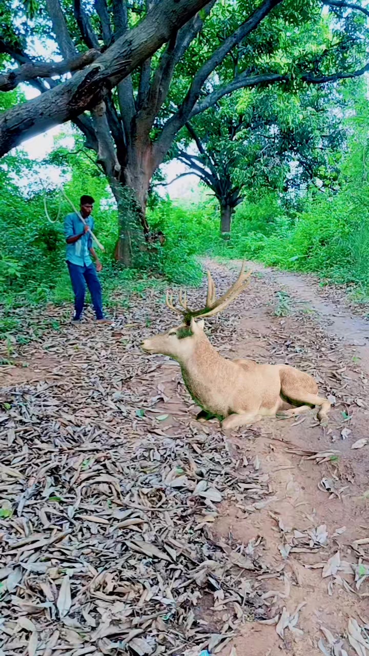 Chatching Deer 🦌#reel #reels #trending #viral #viralreels #video #tiger ...