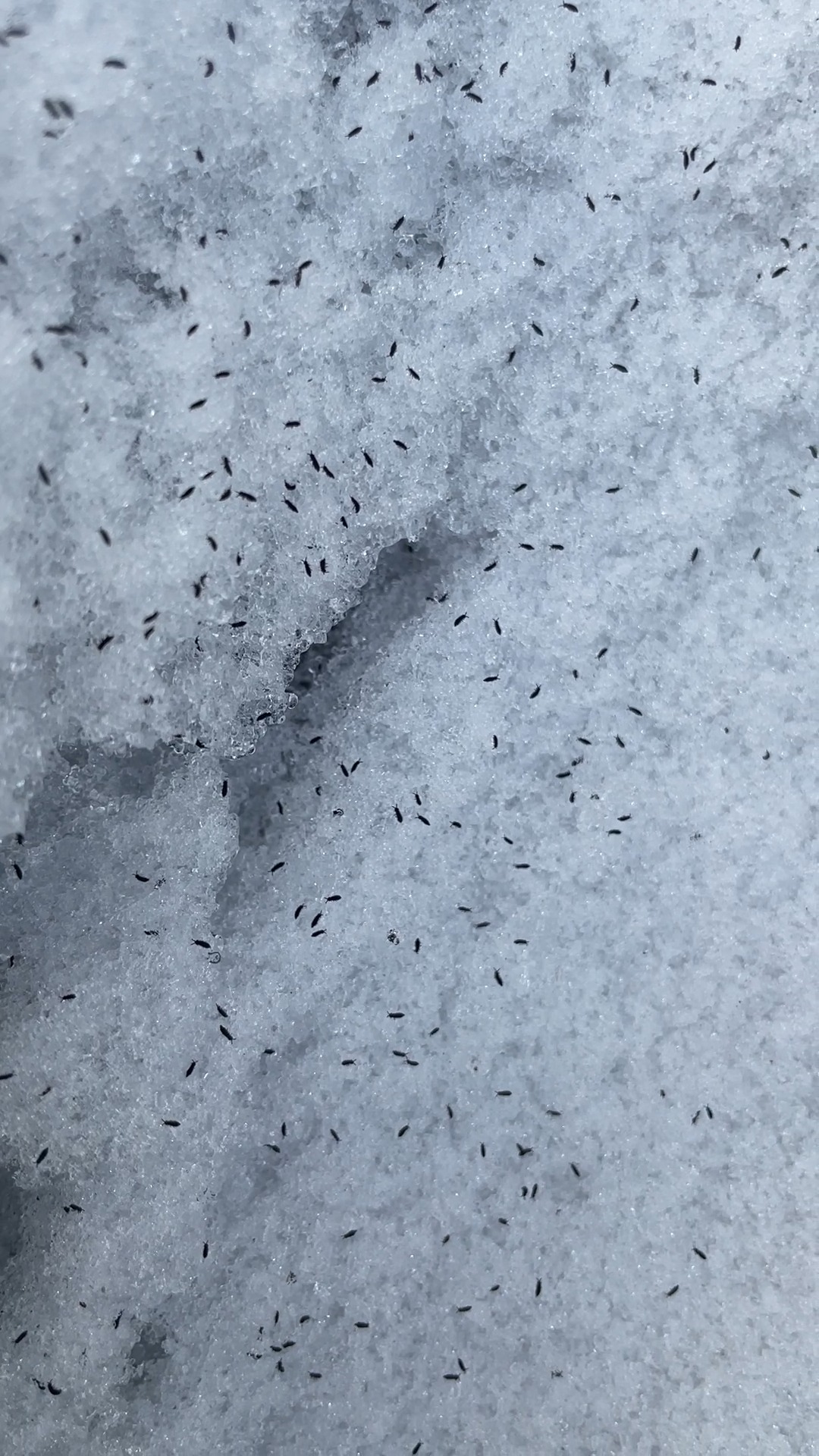 Have you even seen tiny little black specks hopping around on the snow ...