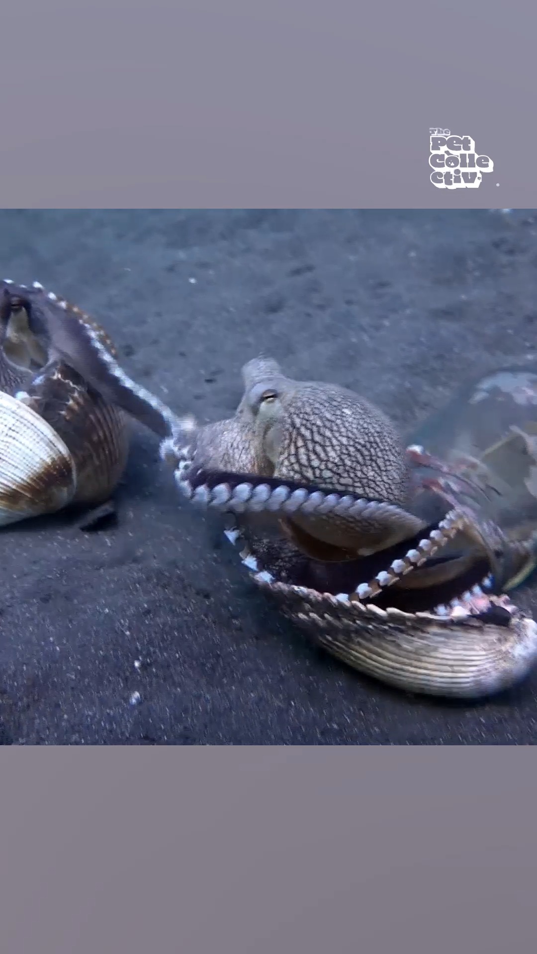 An Octopus has 8 arms to SLAP you with 🐙 😜 | Try Not to Laugh