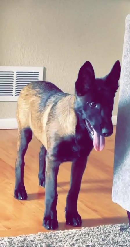 midwest-malinois