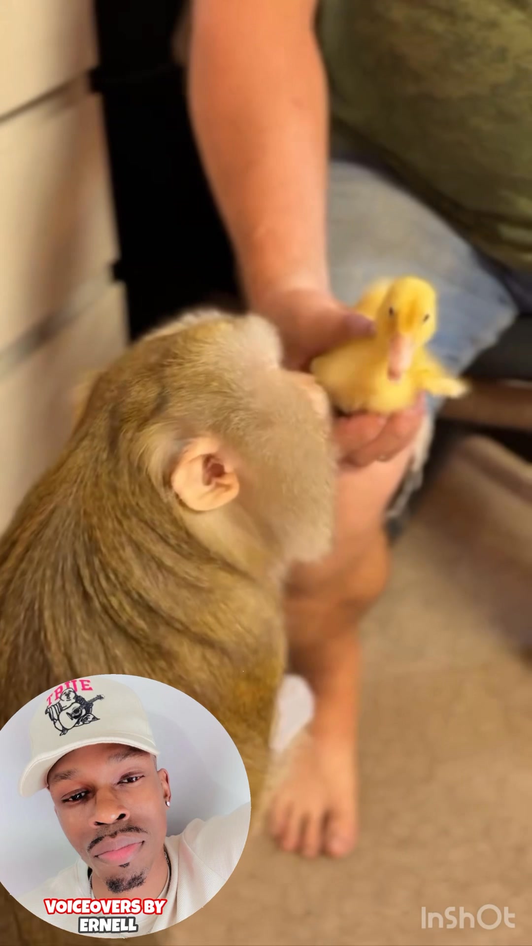 FUNNY MONKEY VOICEOVER 👀😂🙊 #comedianernell | Ernell Walker | Facebook