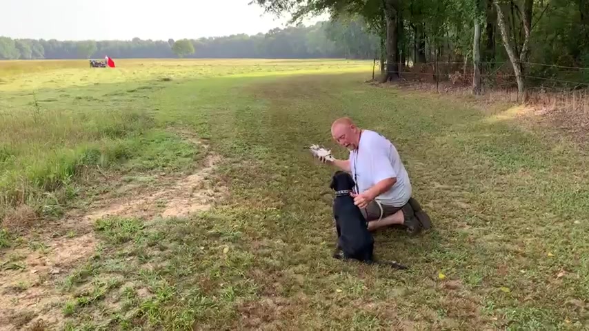 Freddy King Dog Training