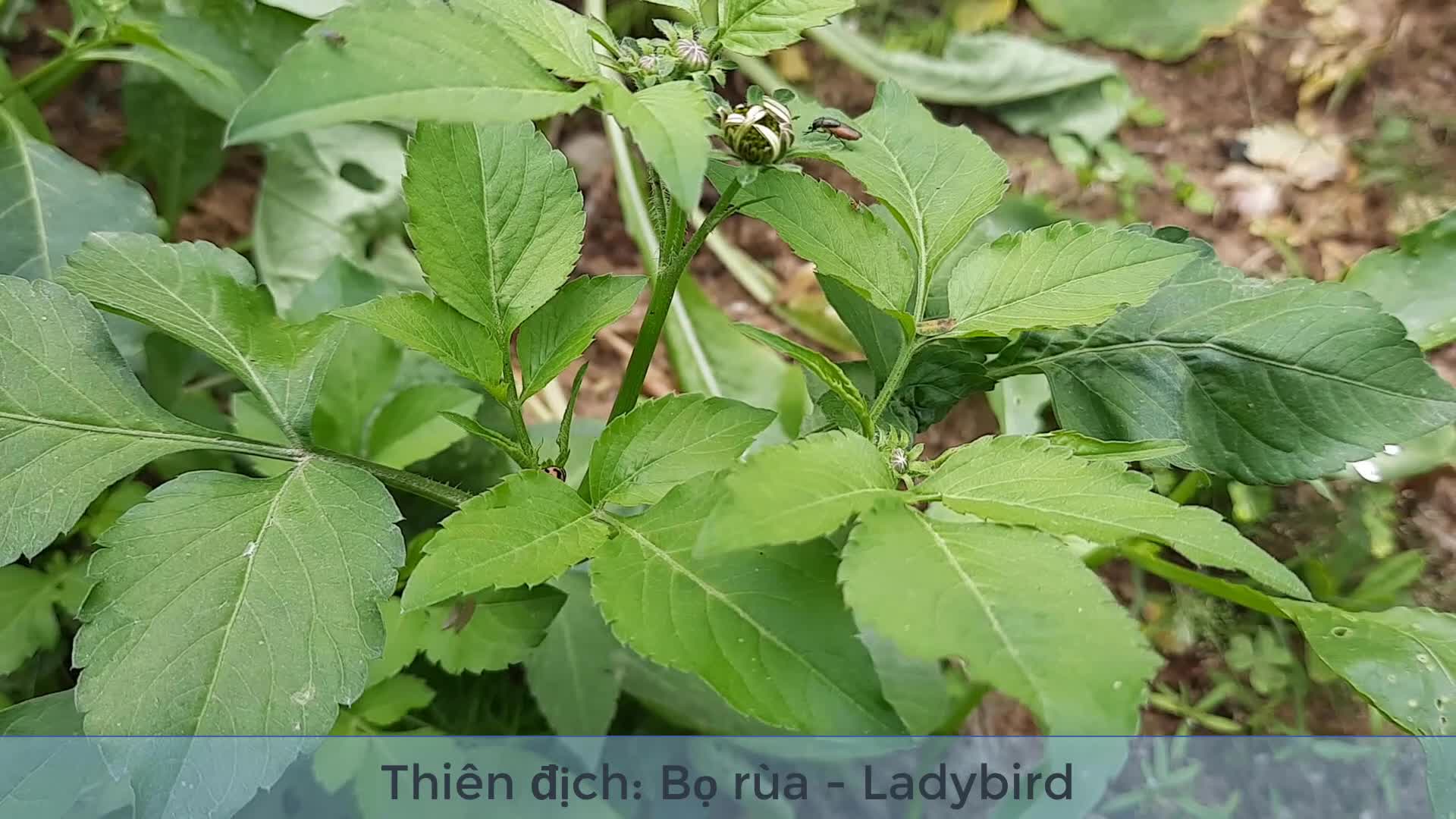 Thiên địch Bọ rùa - Ladybird. Bọ rùa có nhiều tên gọi khác nhau như bọ ...