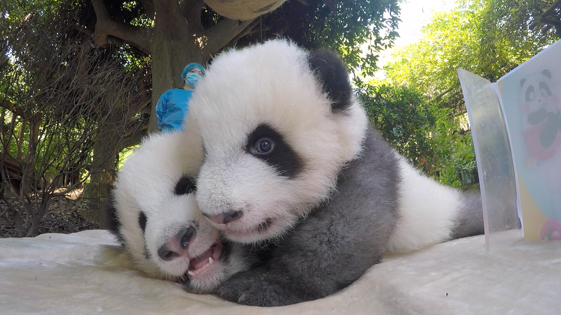 Cuteness overload. Two pandas squeezing in front of the camera. (Cheng ...