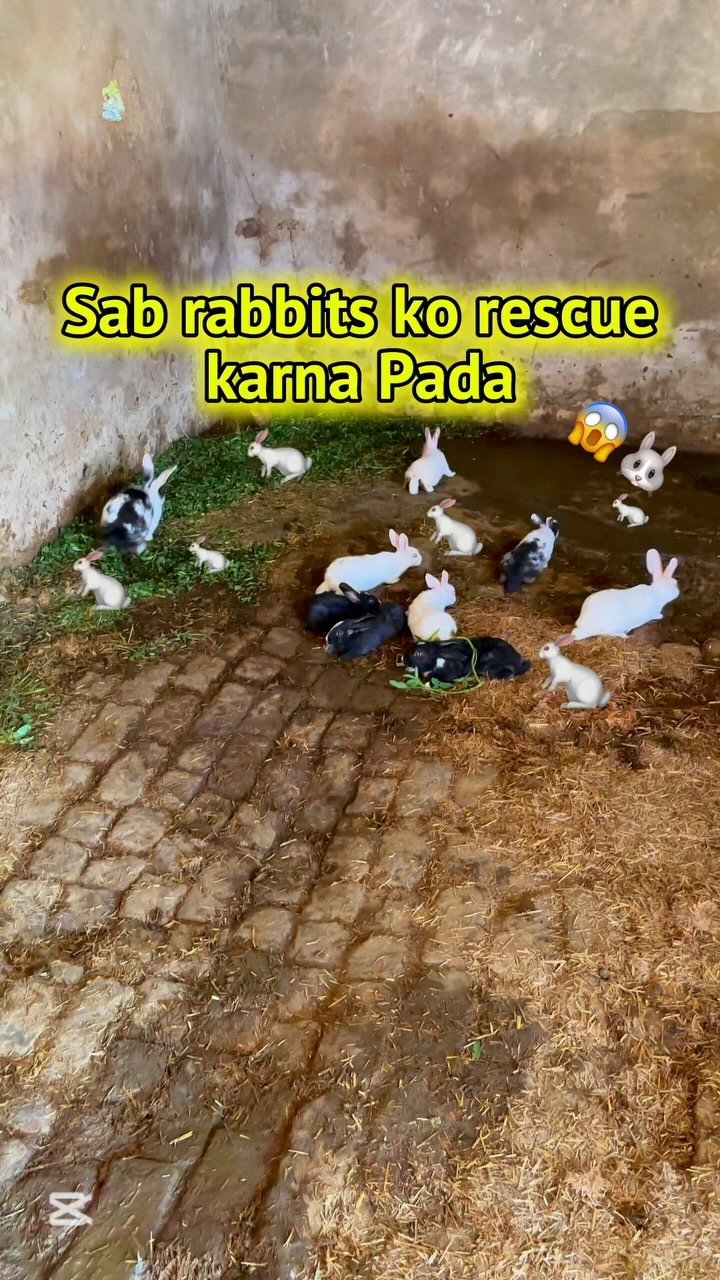 Sab rabbits ko rescue Karna pada😱🐇#minivlog #punjabi | Mani fam vlogger ...