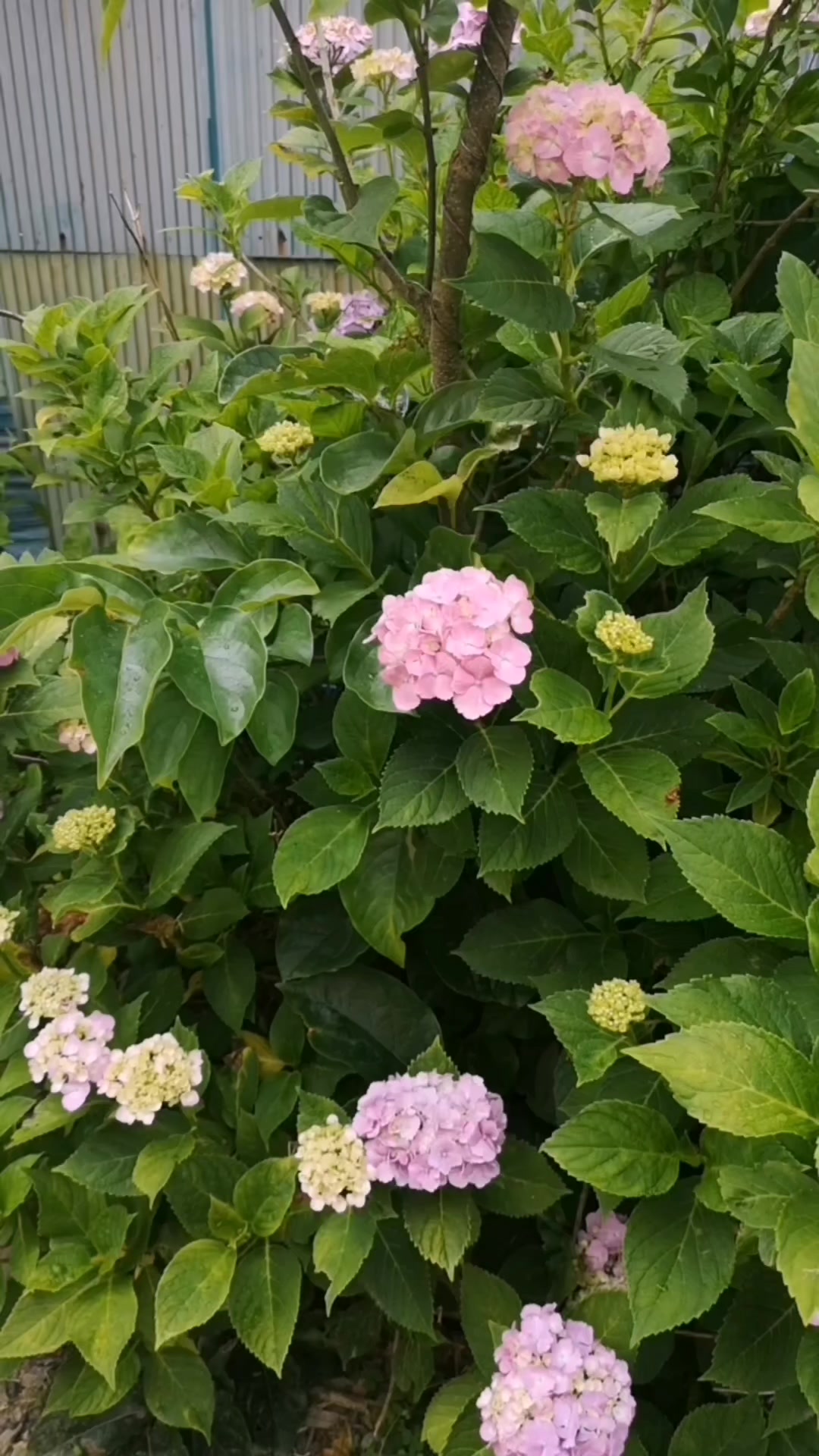 This flower is abundant in Japan. It has various colors so pretty.