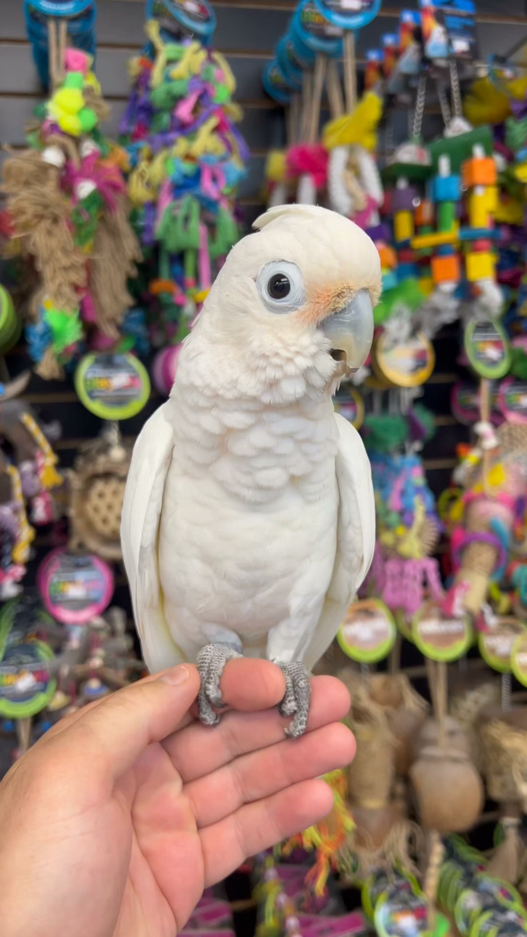 2026SUMMERSALE中ドグラ　コンド族　バードマン Birdmans Parrots | Des Plaines IL