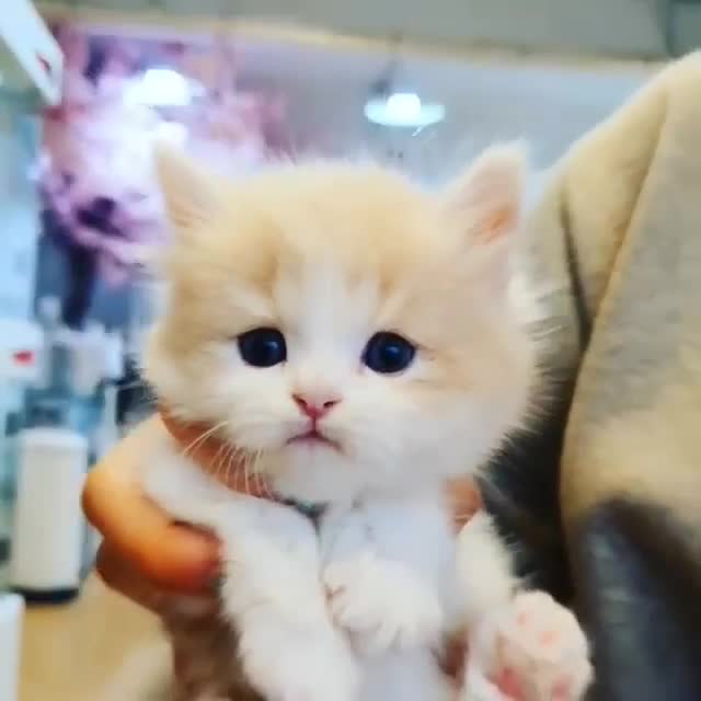SWEET CAT (@SWEETCAT1239) • Facebook