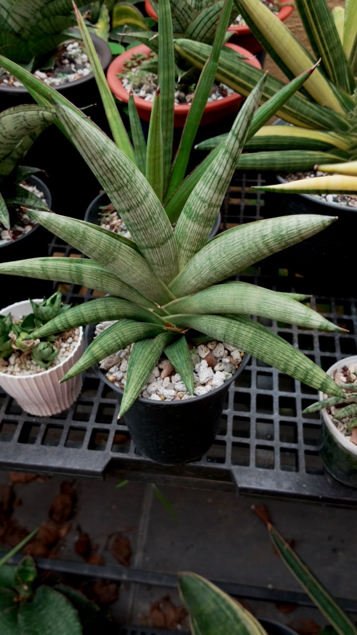超特大　Sansevieria caulescens ”Super Star” Sansevieria caulescens 'Superstar'