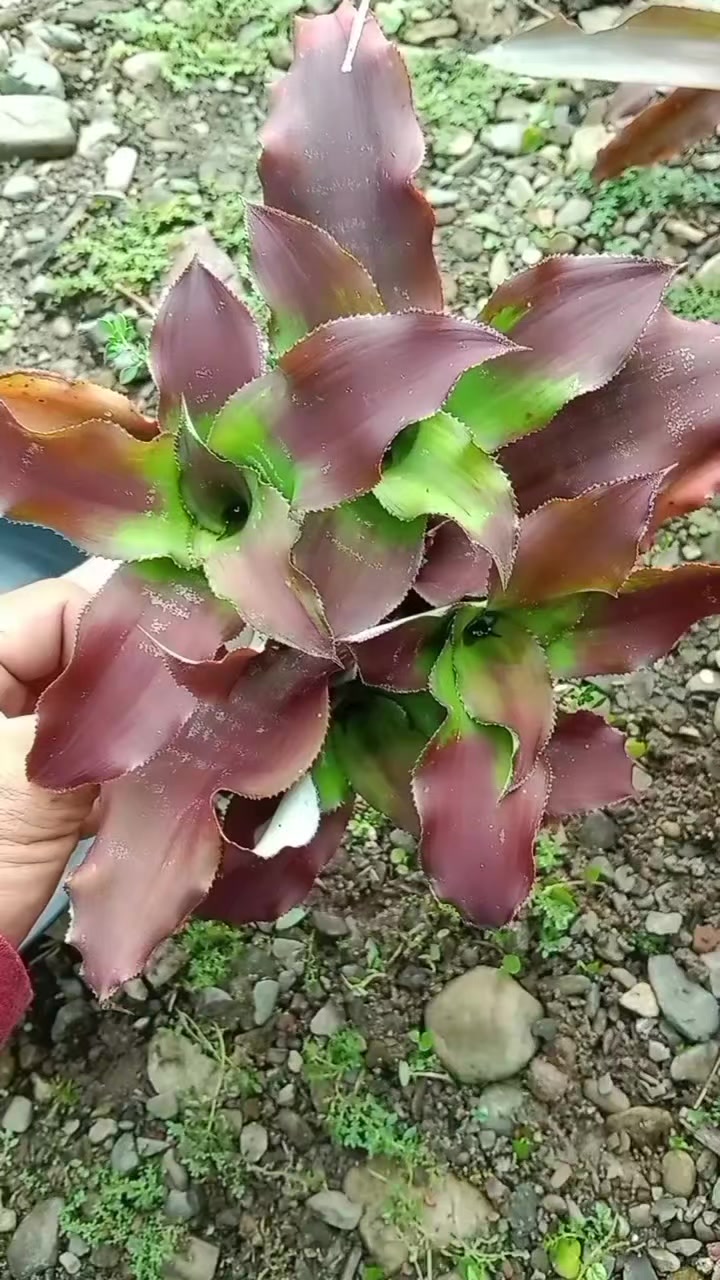 Cryptanthus 'Love Potion # 9' ready to bloom.