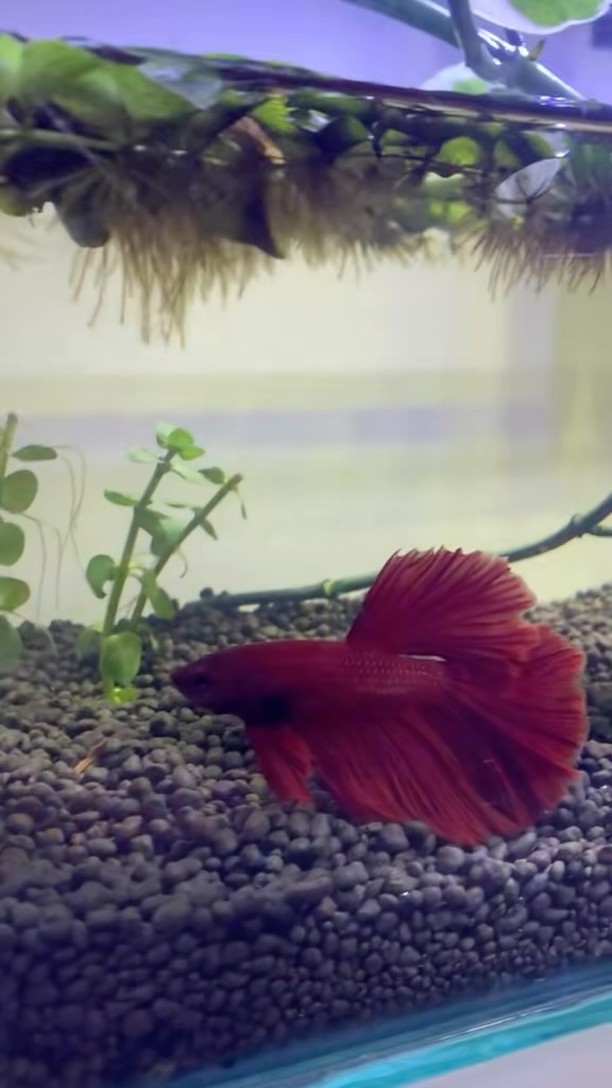 BlueTail Aquatics