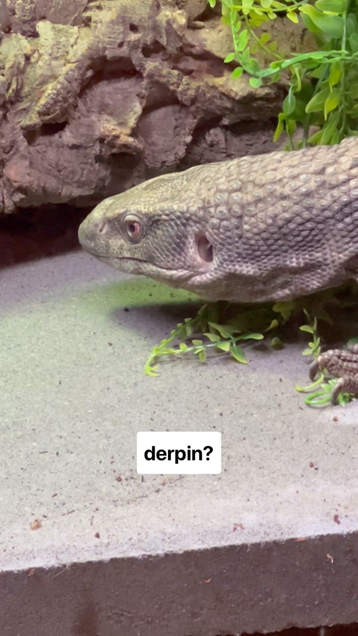 Picture of A Shedding Chance Reptile Rescue