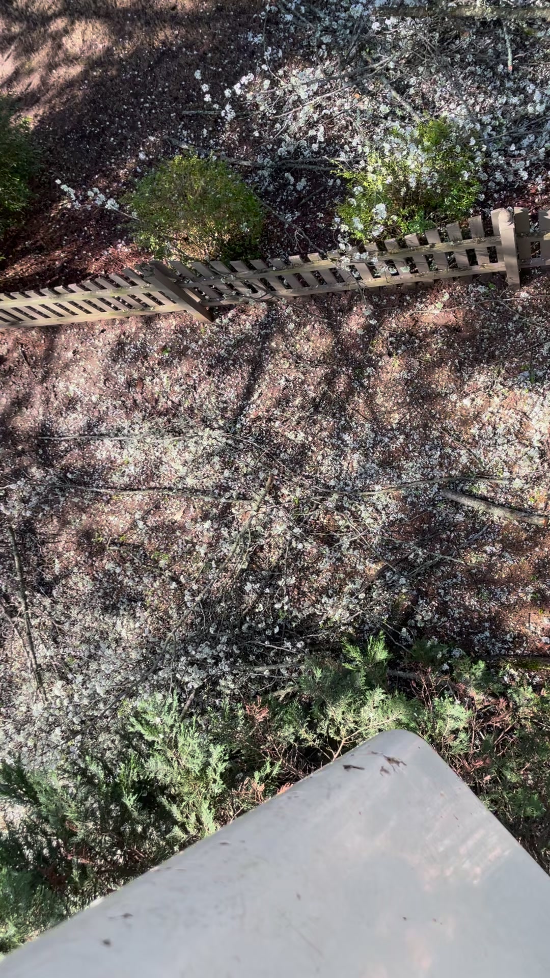 Ksor Tree Service | Charlotte NC