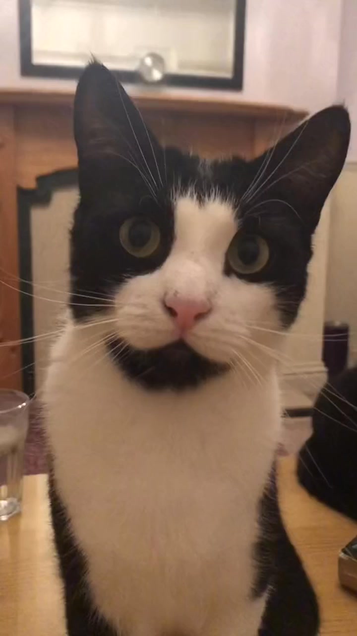 The rules every cat owner must follow! 😸 Lipa #parody #dualipa #comedy ...
