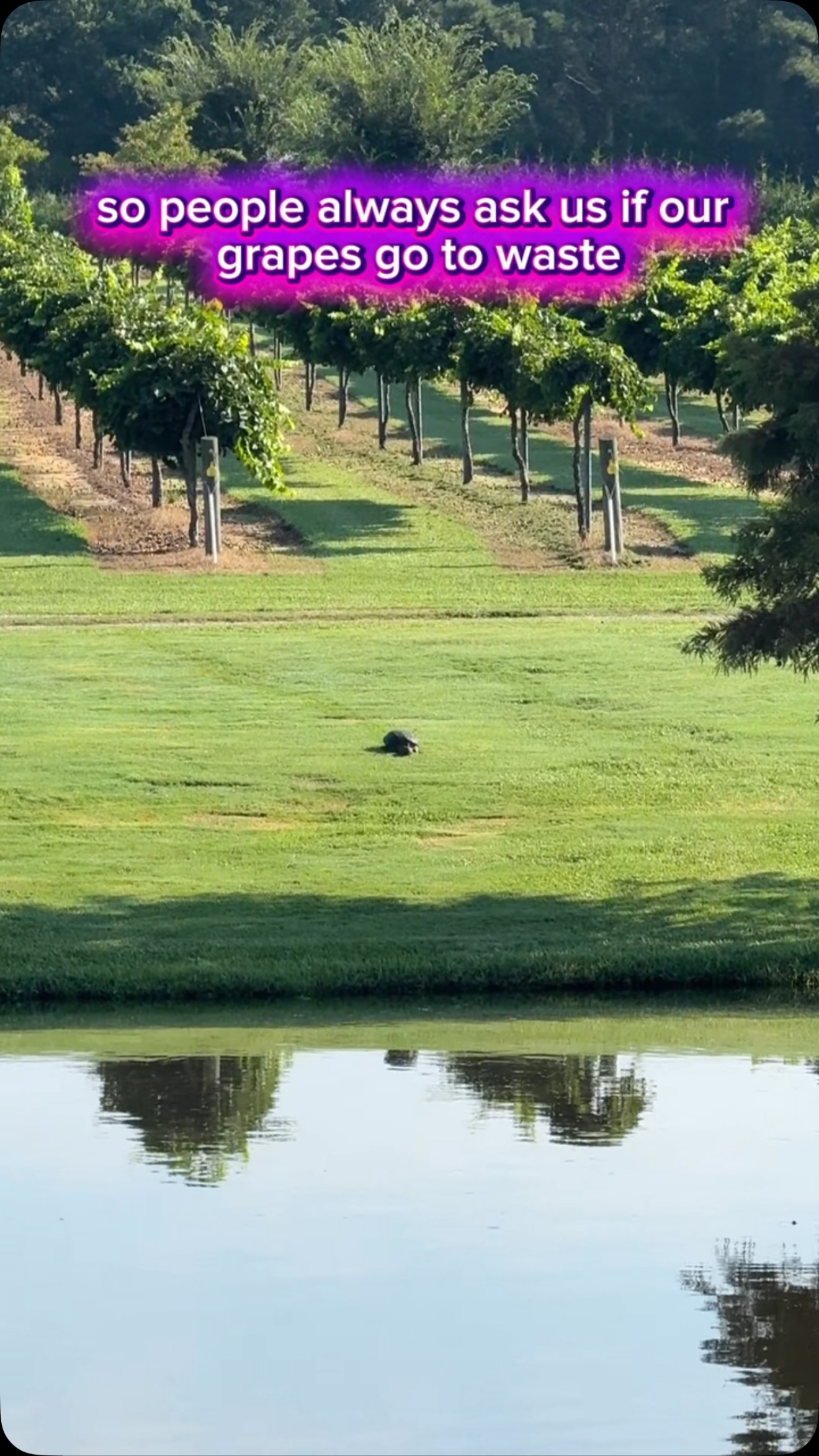 Twisted Vines Vineyard | Clinton NC