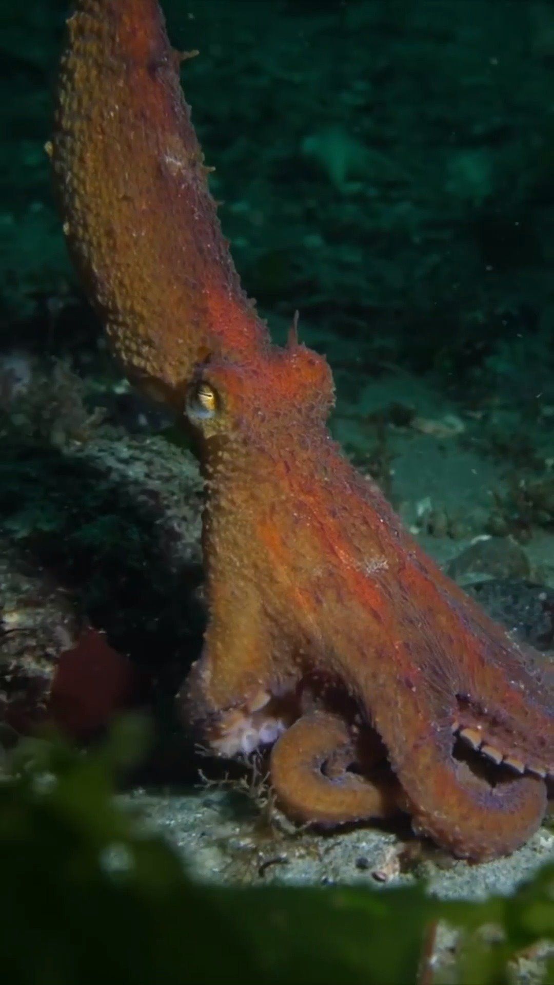 Octopus blows its mantle up like a Banana! East Pacific Red Octopus ...