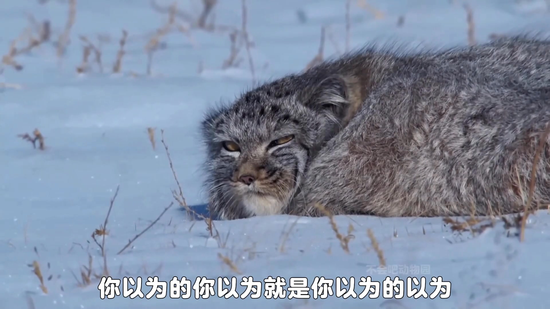 現在他要裝孫子，等下才能當大爺 #兔猻 #一代人有一代人的動物世界 #神奇動物 #動物解說 #搞笑 #搞笑影片 #搞笑視頻#動物世界 ...