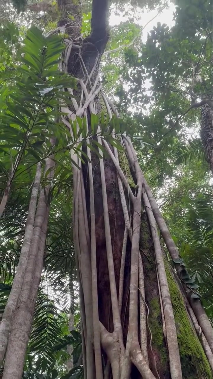 A Strangler Fig encompassing its host tree 🌿 In the Daintree Lowland ...