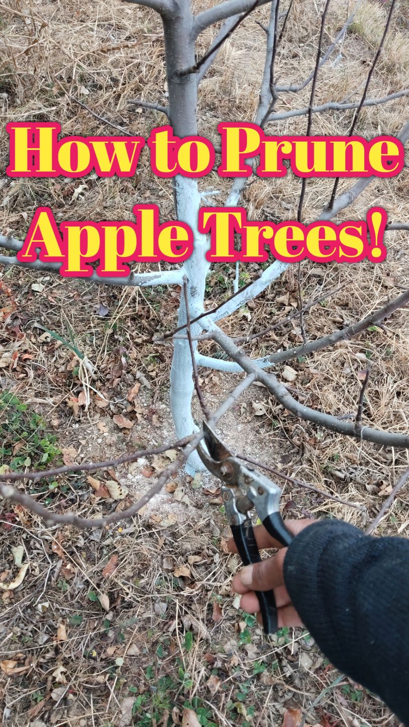 How to Prune Apple Trees #AppleTreePruning #Pruning #AppleTrees # ...