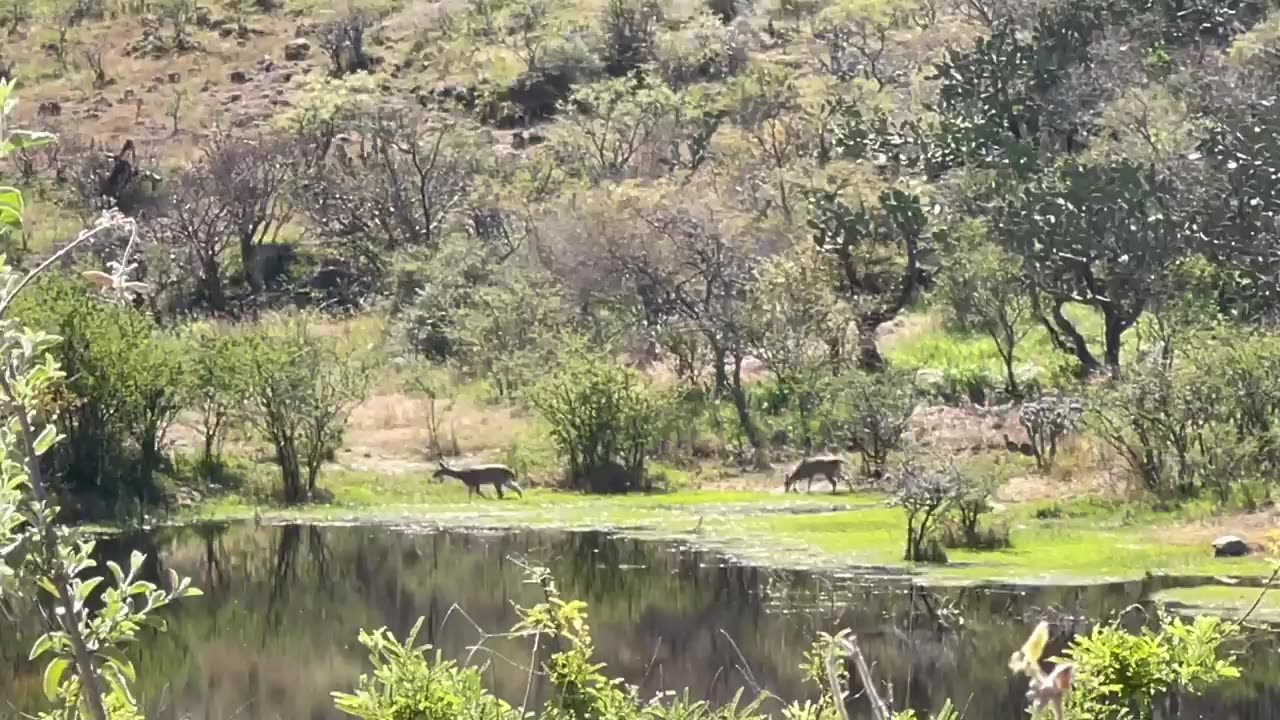 Rancho Los Fresnos - Pelícano Blanco Americano (Pelecanus ...