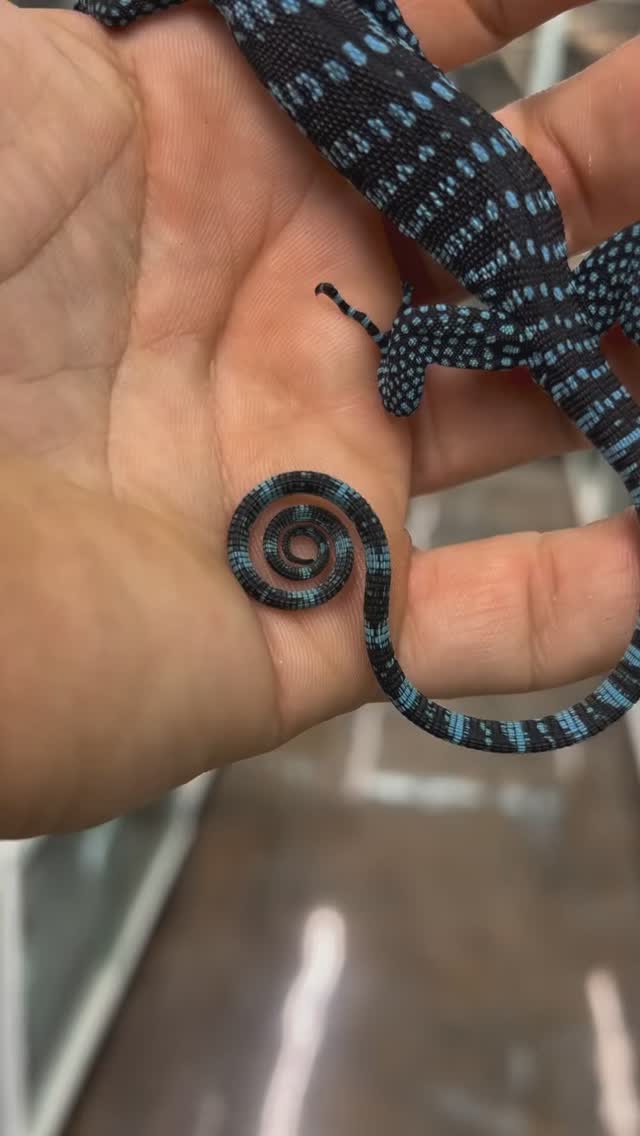 @sundown_reptiles shows off some of their terrific tree monitors - blue ...