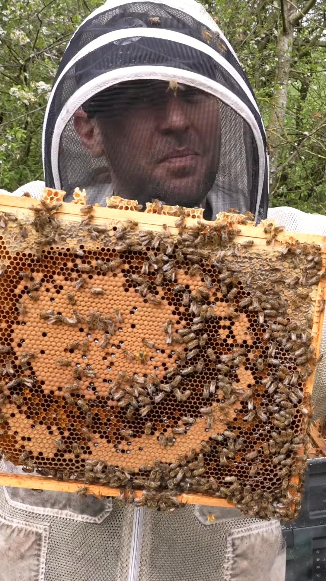 Join us as we explore a wild comb full of secrets! Discover the ...