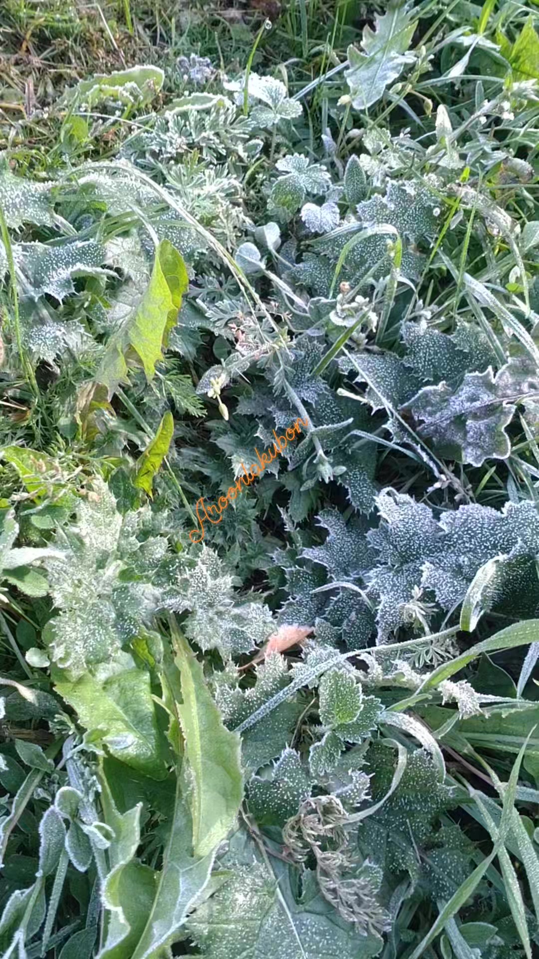 omg-the-grass-has-turned-to-ice-lt-must-have-been-below-zero-last-night