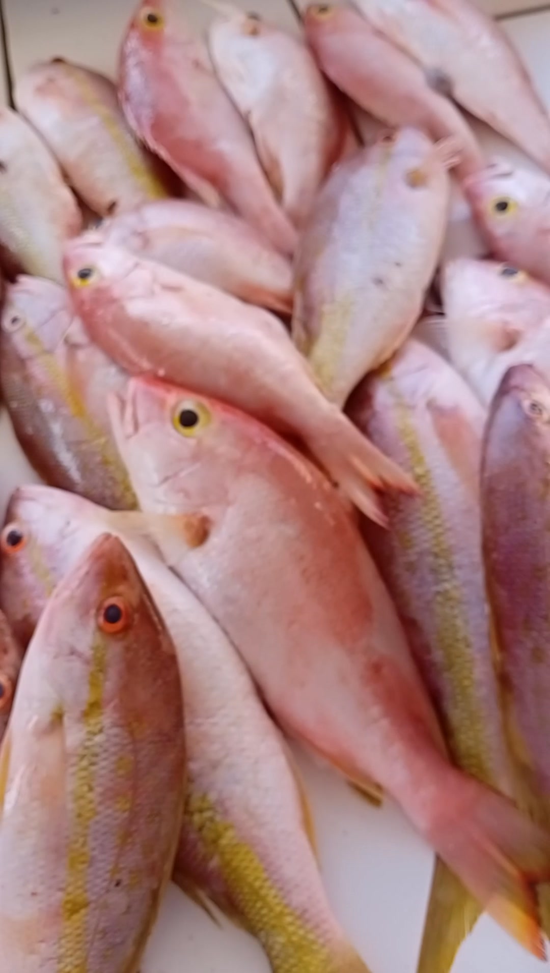 SIMPSONBAY FISH MARKET TEL 5233213 WHATSAPP 5803625 NICE SIZE ...