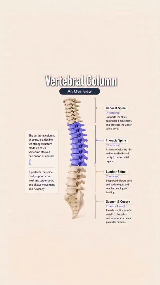 Let's learn the spinal column together! Think of it like a strong