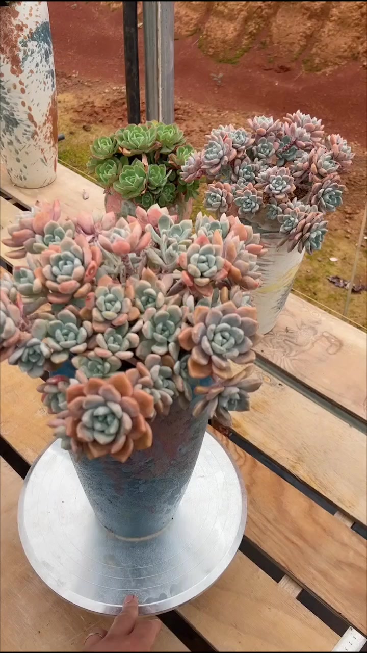 克洛伊完美上盆，据说是洛神杂交。 Echeveria Chloe, hybrid of Miul