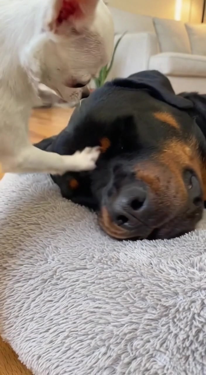 This tiny Chihuahua kept yapping to wake up a napping Rottweiler ...