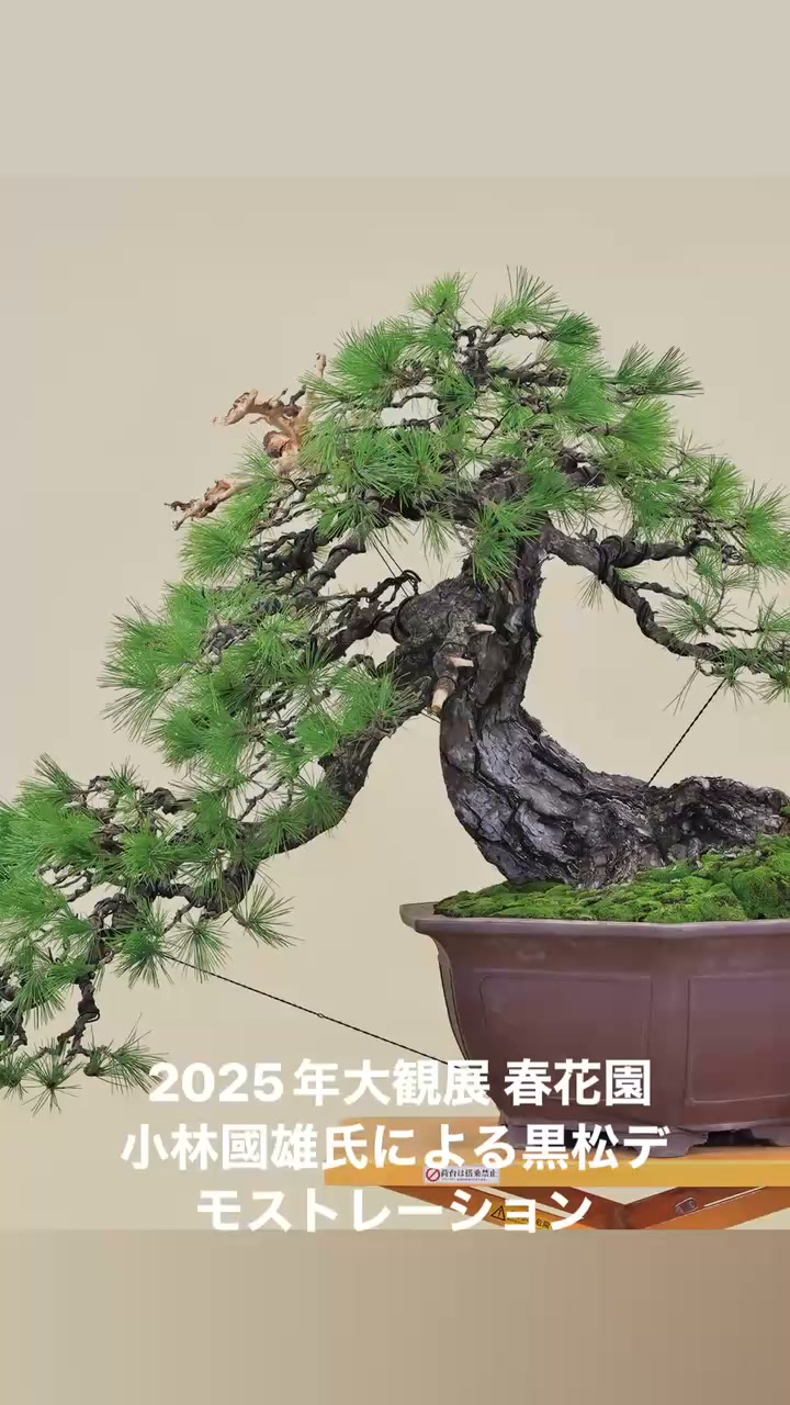 日本盆栽大観展 Nihon Bonsai Taikanten | Kyoto-shi Kyoto