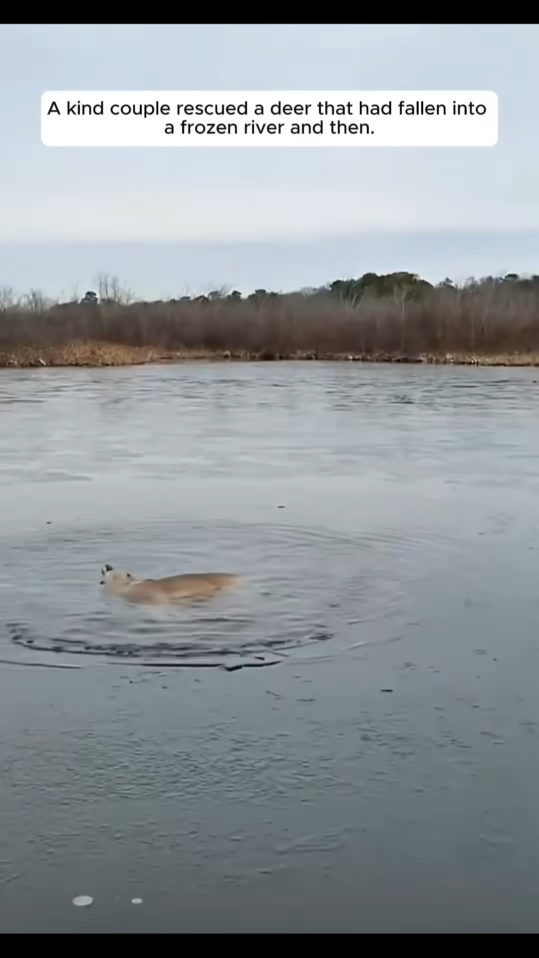A kind couple rescued a deer that had fallen into a frozen river and ...
