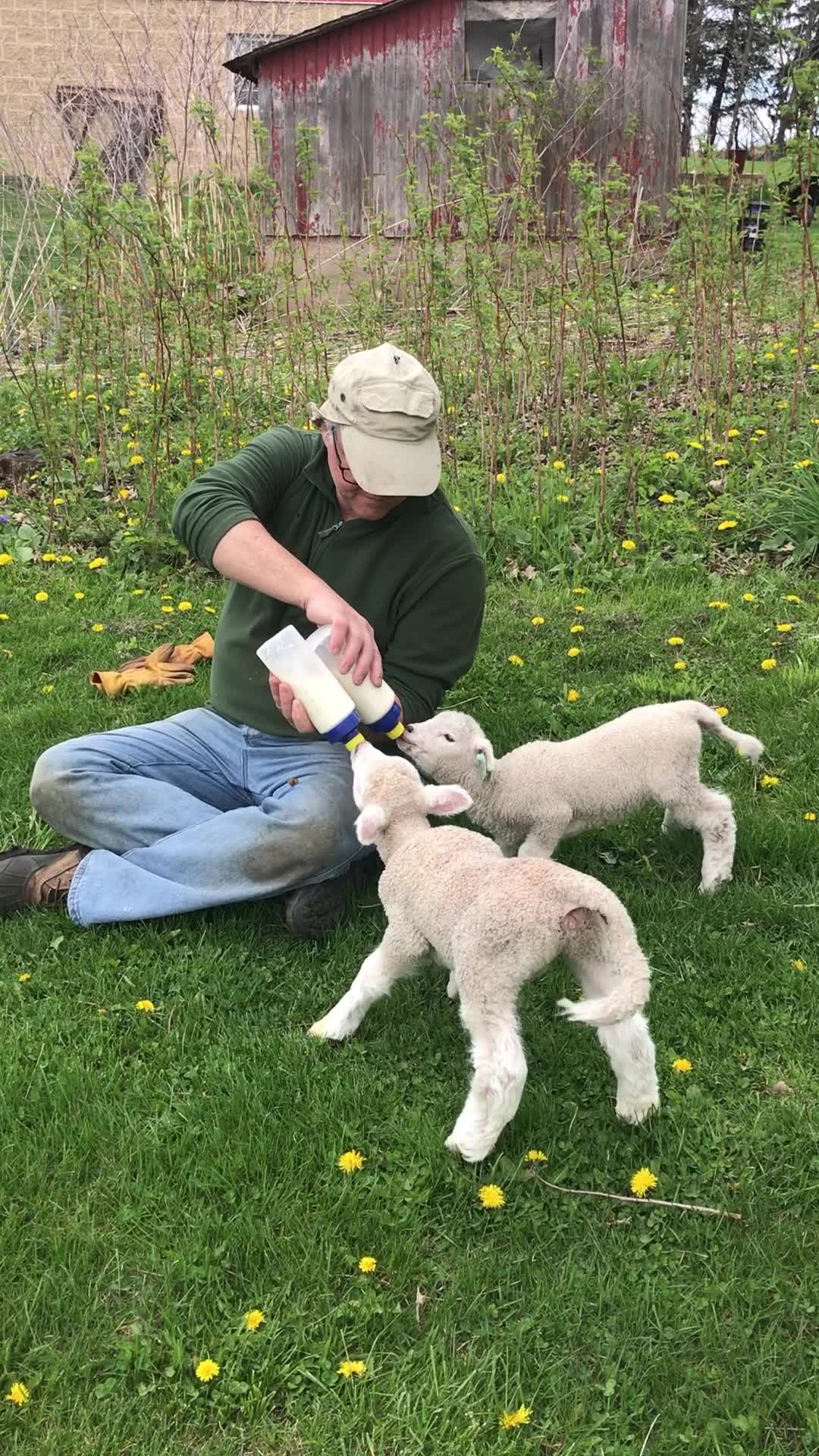 Irish Ridge Farm B&E