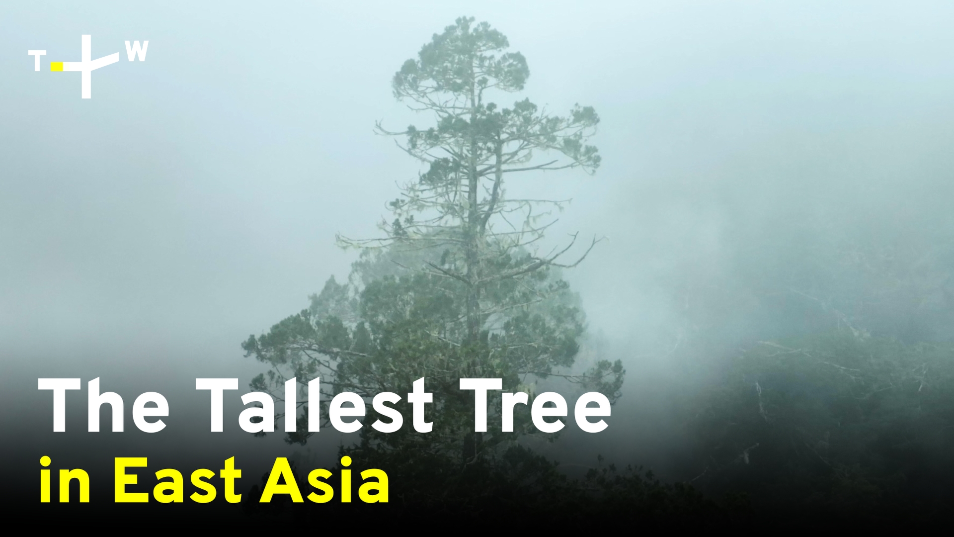 Unique Trees | Name: Lulin Sacred Tree (鹿林神木) | Facebook