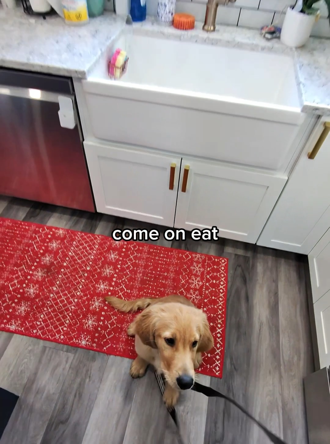 Curated visual reference: Picture Idea: Dog S Shouldn T Be Trying To Steal Another Dog
