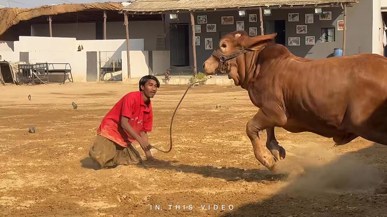 مکمل ضرور دیکھیں کینوکہ ہر دفع آپ تک جانوروں کے متعلق معلومات پہنچائی ...