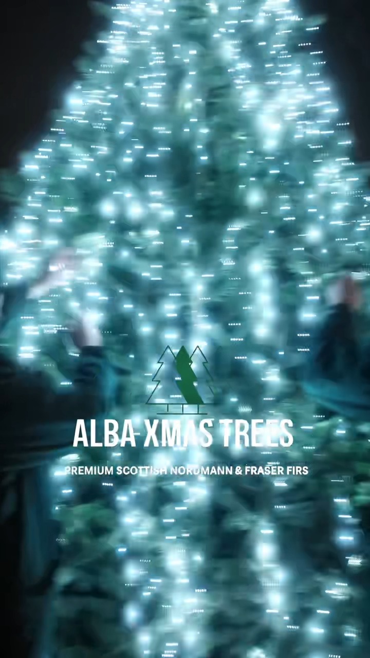 Alba Xmas Trees | Newton Mearns