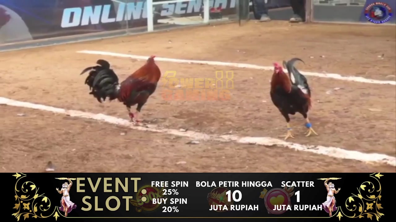 akun judi sabung ayam terbaru: Panduan Pemula untuk Memahami, Memilih, dan Menggunakannya dengan Aman