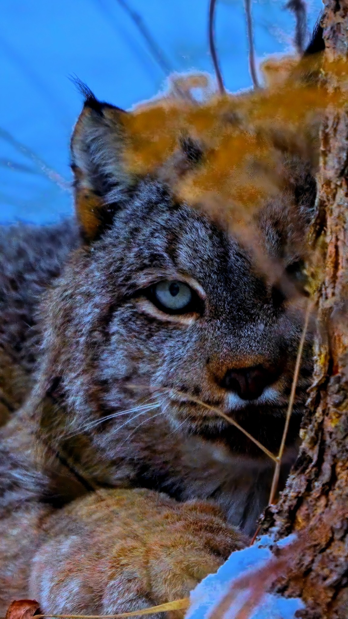 Canadian lynx and their love for boxes