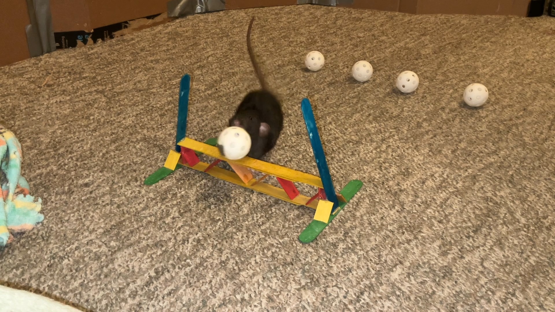 Cracker's scent work trick! Here she has to sniff out the correct ball ...
