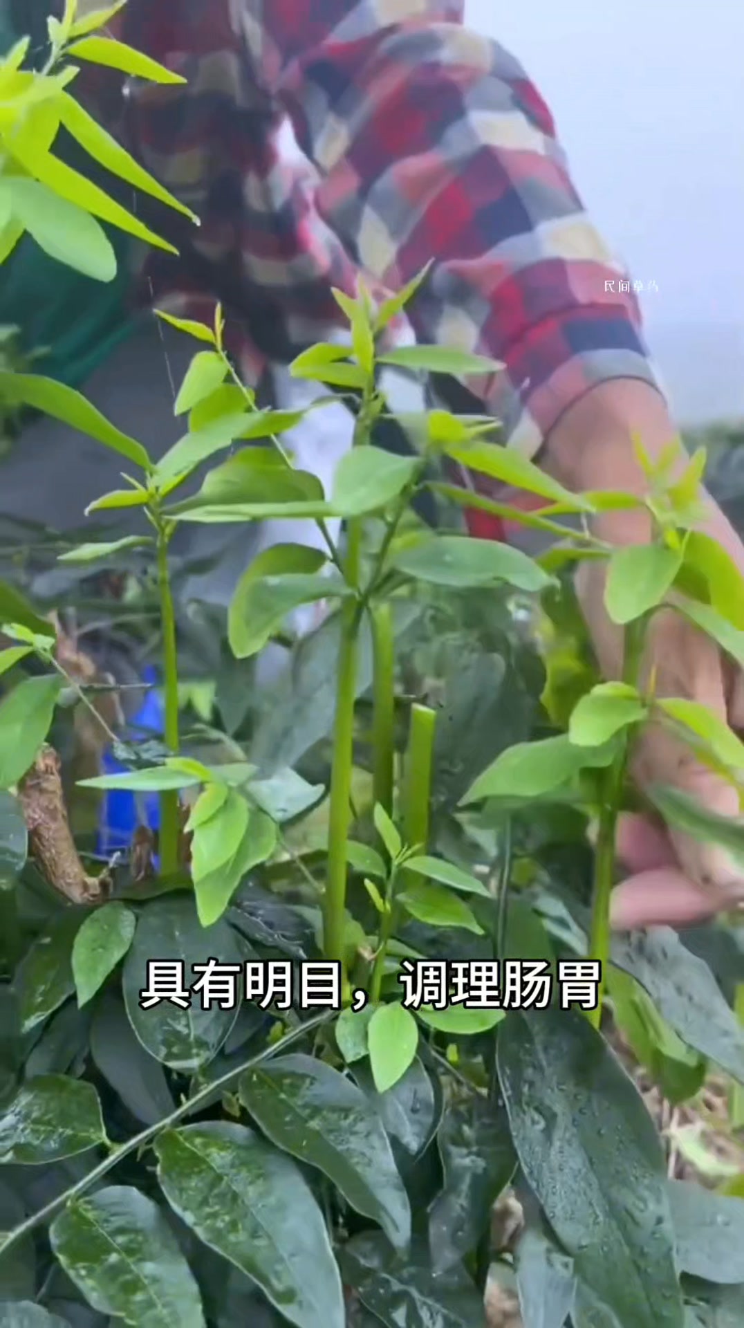 有吃过 #树仔菜 吗？别名 #玛尼菜， #守宫木， #益肝菜，马国，传统面粉果中指定的配菜.. | 民间草药 | Facebook