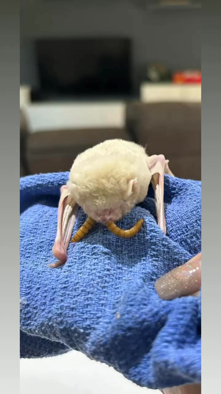 🦇 Spring Has Sprung — And So Have the Microbats! 🌸 As the weather warms ...